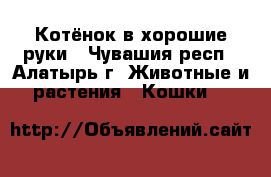 Котёнок в хорошие руки - Чувашия респ., Алатырь г. Животные и растения » Кошки   